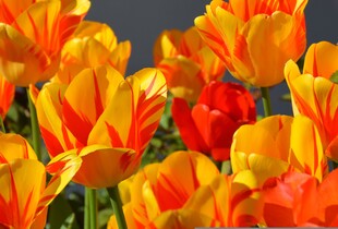 Весняне рівнодення 2026: коли настане астрономічна весна в Україні